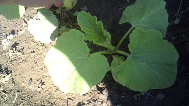 Обзор лунки с тыквой "Богатырская сила" и кабачком "Цукеша"