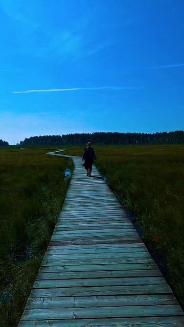 Сестрорецкое болото — уникальный уголок природы рядом с Петербургом!  #экотропа #travel #nature