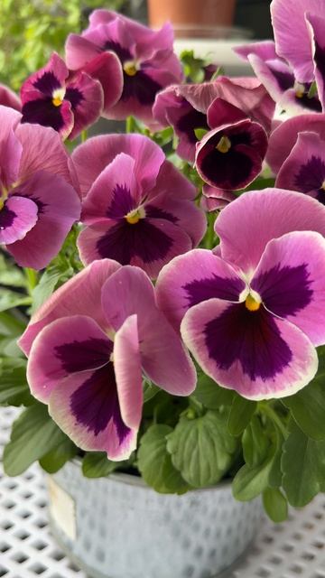 Виола Инспайе Пинк Шейдс Viola Inspire Pink Shades