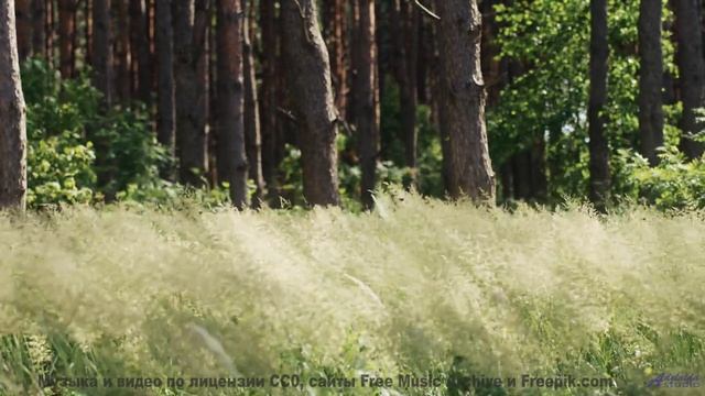 Клип, созданный искусственной нейросетью - новое слово в искусстве! - 20 Minute Meditation 3 -- Holi