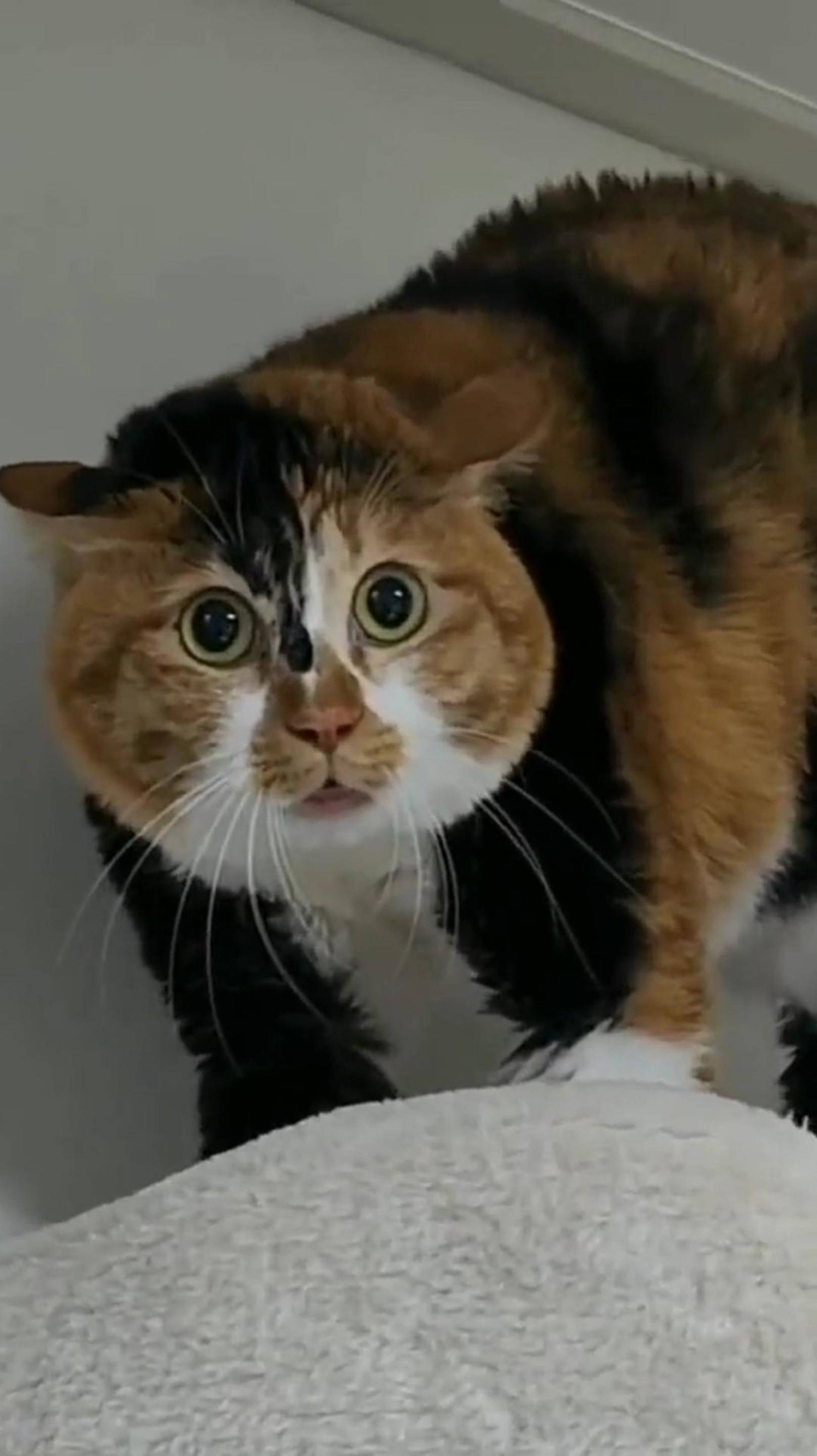 Котлеты ЗАКОНЧИЛИСЬ! 🙀 КАТАСТРОФА! 😳 СМЫСЛ Всей ЖИЗНИ 😨 #cat #shorts #озвучка