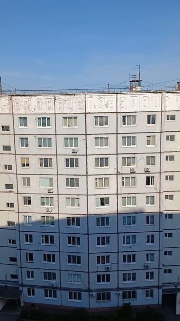 Ручные чайки  #владивосток #приморскийкрай #чайки #птицы