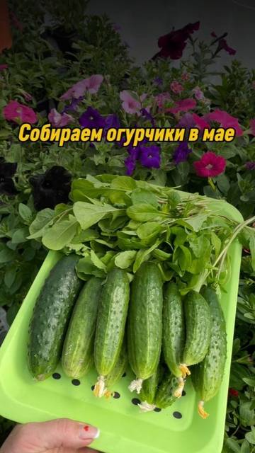 Огурчики собираем уже в мае🥒!