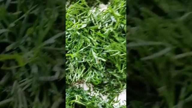 Это мой первый урожай.
Ферментированный укроп с КуЭМсилом.
Первый урожай сразу с грядки и на зиму.