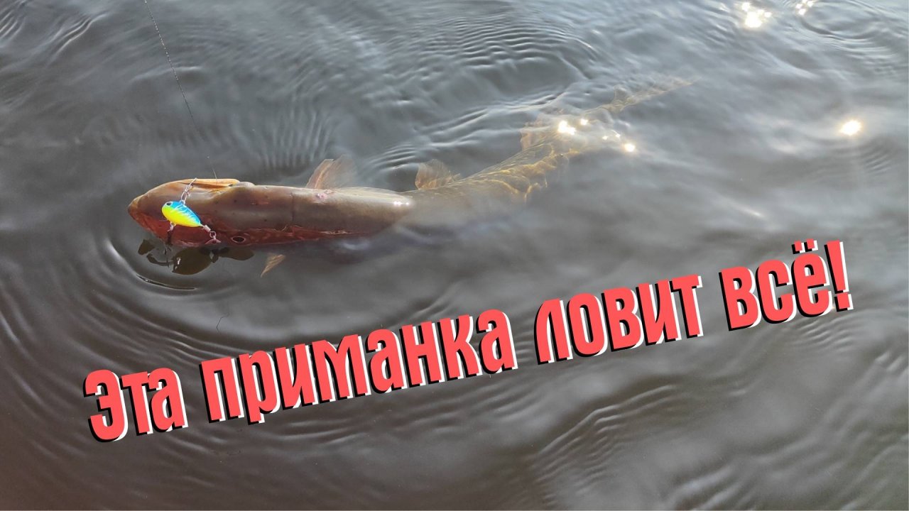ЭТА ПРИМАНКА ЛОВИТ ВСЁ! ТРОФЕЙНЫЙ ОКУНЬ, ЩУКА И СУДАК НА ВОЛГЕ!!!