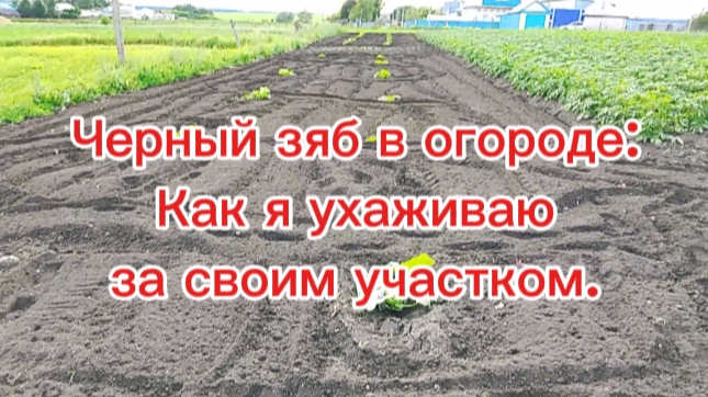 Зачем чёрный зяб в огороде. Как я ухаживаю за огородом.
