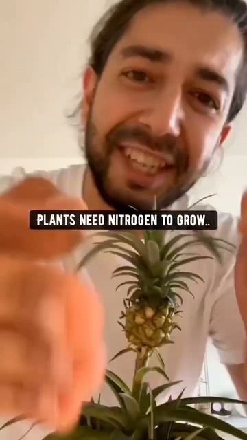 Give Plants a Boost with natural ingredients | creative explained