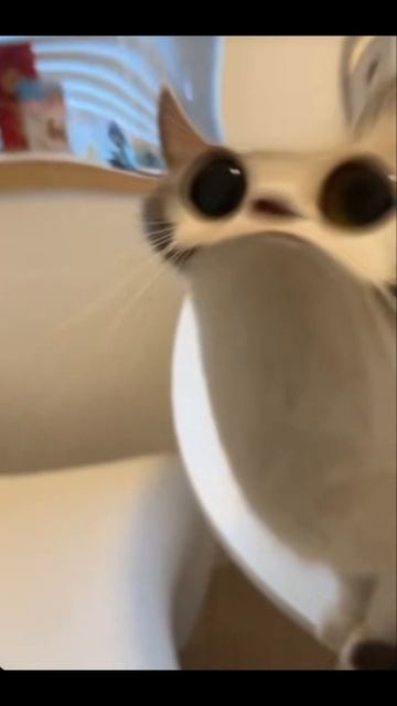 мяу