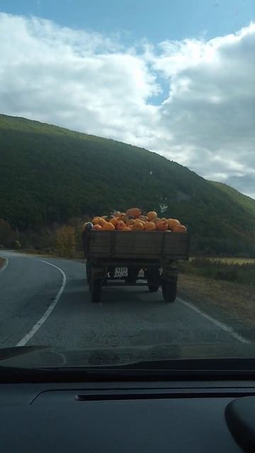 Осень #приморскийкрай #nature #travel #shorts #autumntime #тыква