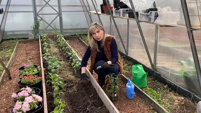 Высадка перца в теплицу без удобрений ! Об этом вам никто не расскажет