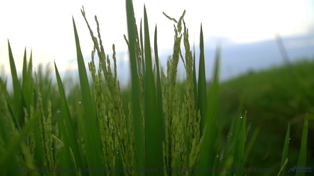 Эта мелодия заставит вас плакать от красоты - Bretheren -- Ketsa -- Reflective Processes