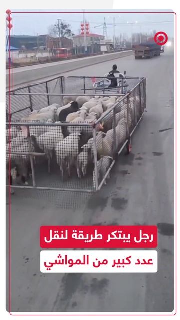 رجل يبتكر طريقة ذكية لنقل دفعة كبيرة من المواشي