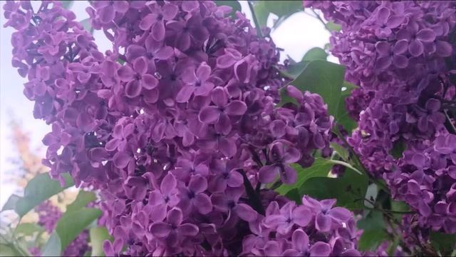LILAC CYRINGA L СИРЕНЬ красота