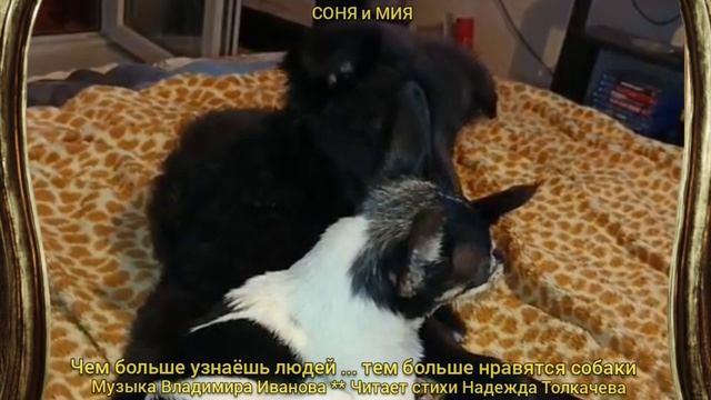 20-06-2025ЧЕМ БОЛЬШЕ УЗНАЁШЬ ЛЮДЕЙ .. ТЕМ БОЛЬШЕ НРАВЯТСЯ СОБАКИ...