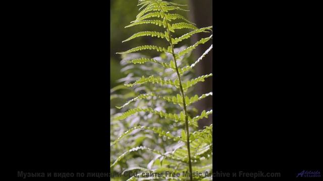 Он заставит твое сердце петь от счастья! - Alit -- Ketsa -- Summer With Sound
