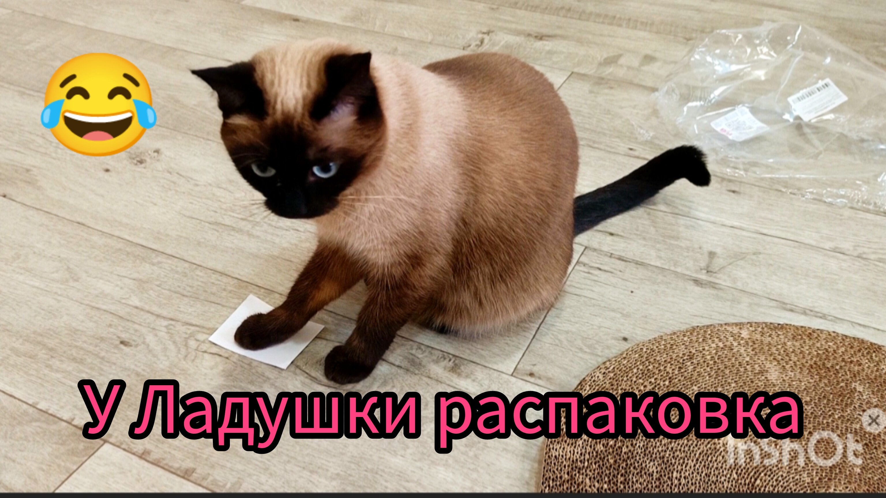 У😂кошки🐱Ладушки👍распаковка‼️ #распаковка с ВБ