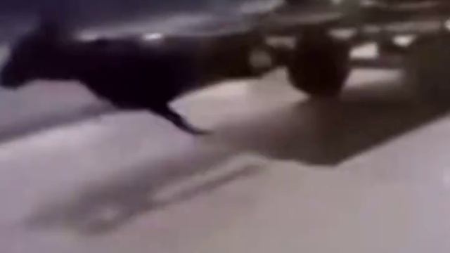 ай ишак