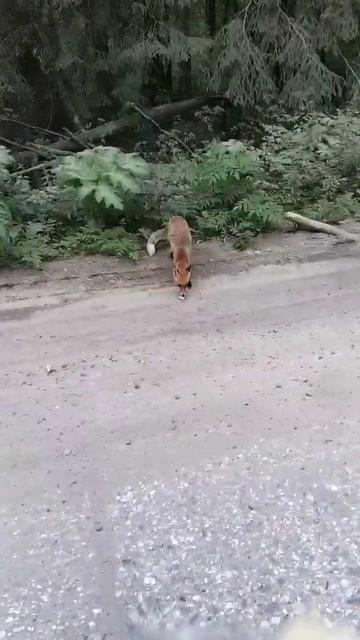 Покормил лисичку