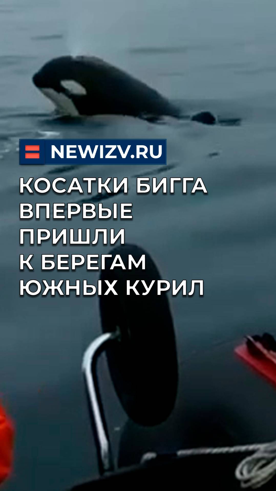 Косатки Бигга впервые пришли к берегам Южных Курил