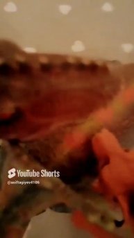 Атака 24 часть (Чикенпро)