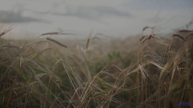 Это видео - как глоток чистого воздуха и энергии! - Last Day At The Coalface (pastoral bleak majesty