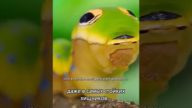 Только гляньте! Она мимикрирует под змею #shorts