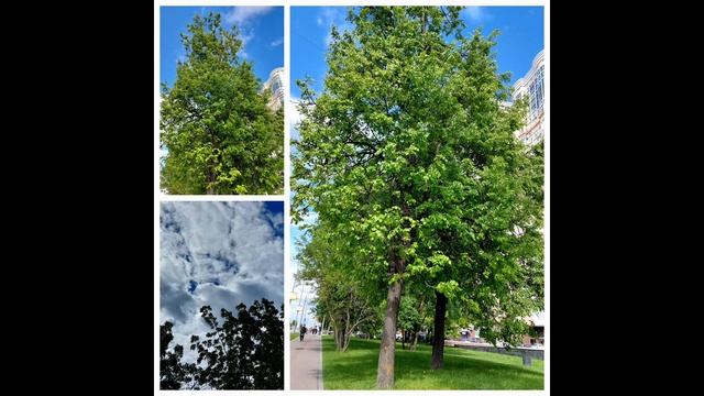 зеленое! все -зеленое!