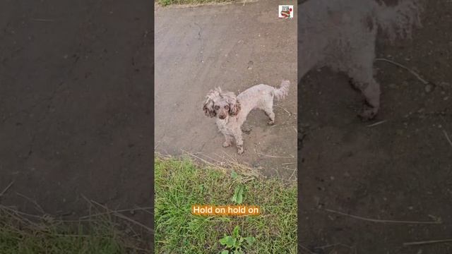 За Иисуса держись 😇🌞🌈💓🙏😻🐶 Hold on to Jesus