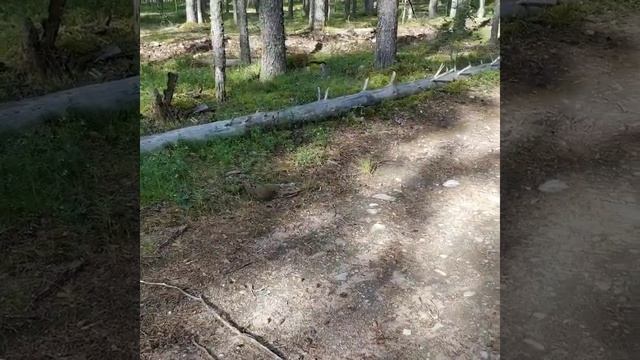 Заяц в лесу