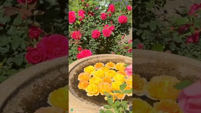КОРОЛЕВА САДА РОЗА