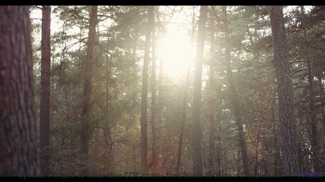 Звуки текут по венам вместе с реками и лесами - Sussurram Meu Nome (Single Version) -- Cairo Braga -