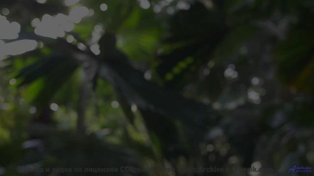 Леса качаются, как море, под такую мелодию - Malone Morning -- Mr.ruiZ -- Winter Haze, Summer Daze