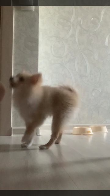 Дрессировка щенка шпица