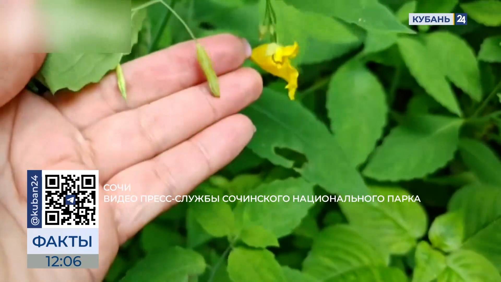 В Сочинском нацпарке зацвела взрывная недотрога