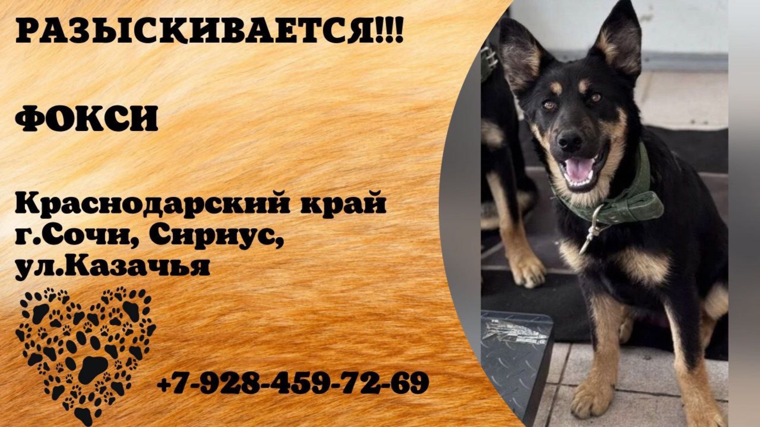 Пропала собака! ФОКСИ. Краснодарский край, г.Сочи.