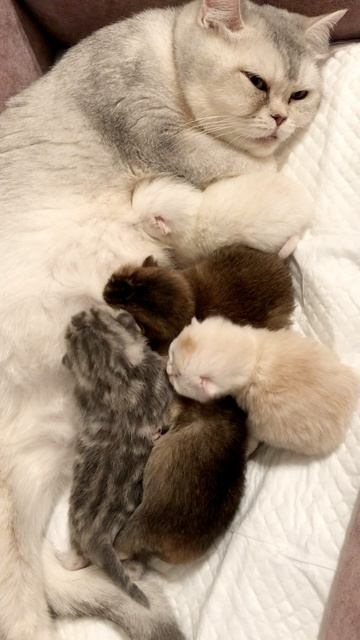 Котята кошки Кайли.
