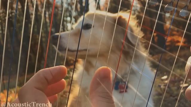Hallelujah on a Harp Leonard Cohen Tribute