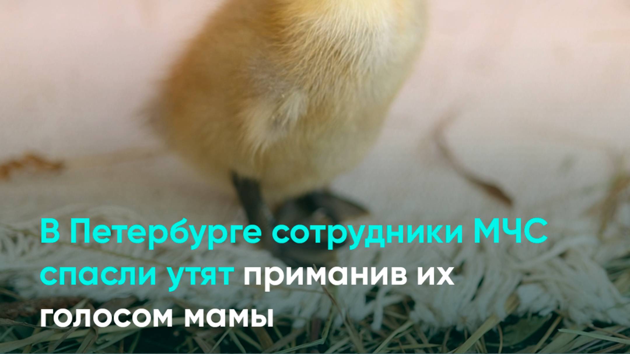 В Петербурге сотрудники МЧС спасли утят, приманив их голосом мамы
