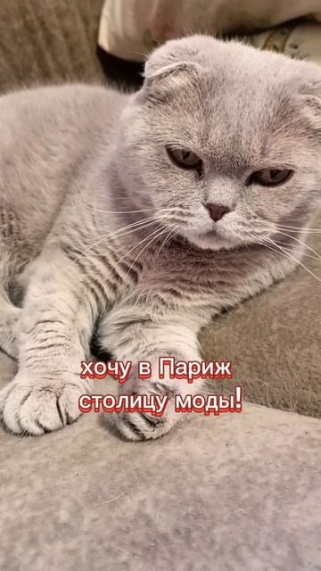 Кошки с озвучкой 🤣