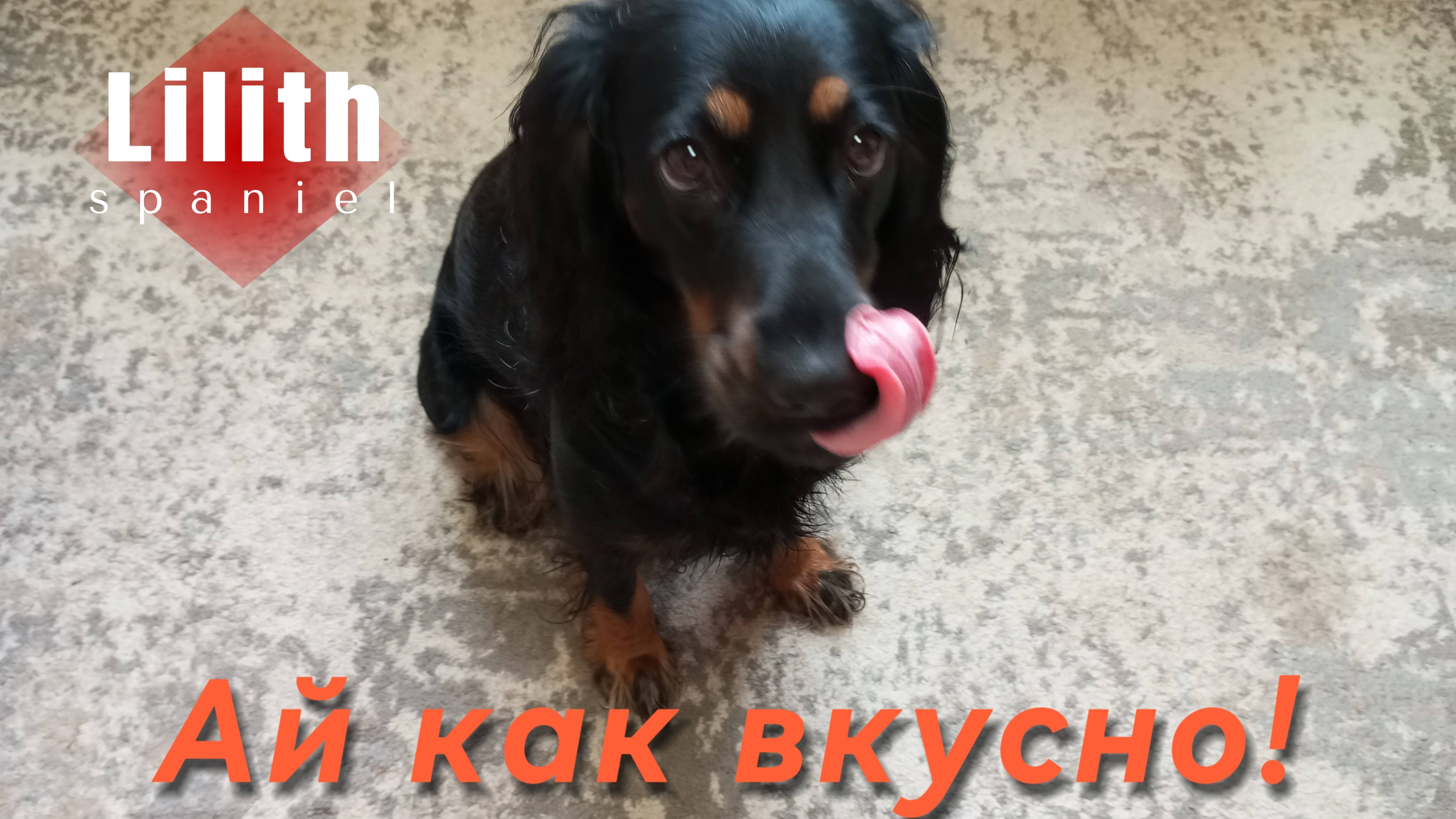 У собаки хороший аппетит