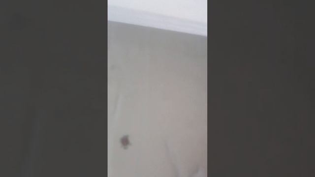 Какосик