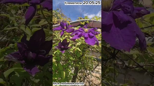 2025 май 20 Любимая хатка