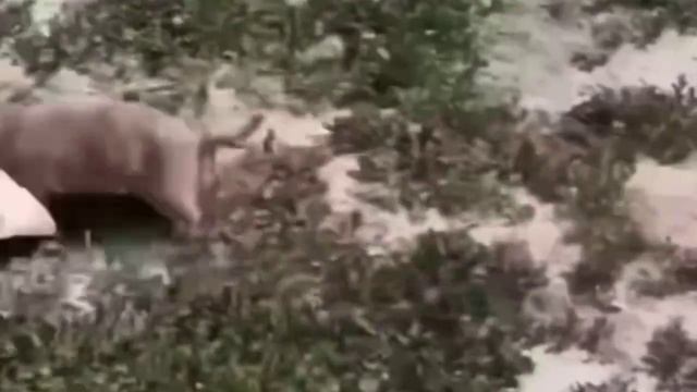 Этот суслик на мелочи не разменивается🐹😂