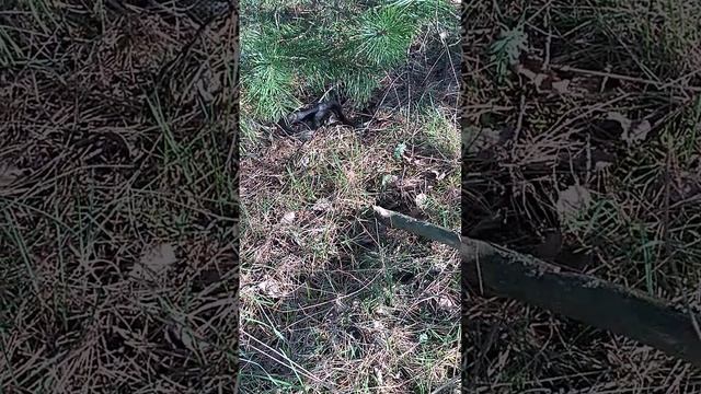 Встретили бесстрашного ужа в лесу на опушке в Клязьминской пойме
