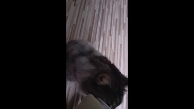 Кот. Кос