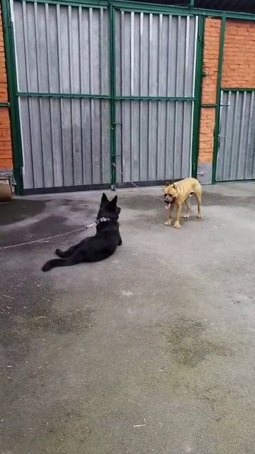 #собачки #reels #short #shorts #margo #shortvideo #shortsvideo #dog #dogs #doglife #dogshort #nature
