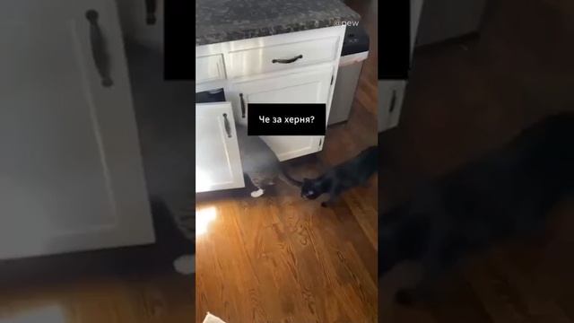 Кот Уинстон😀