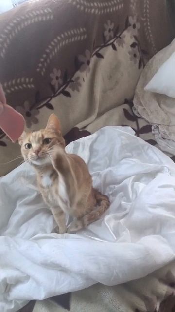 Как выпрямить кота