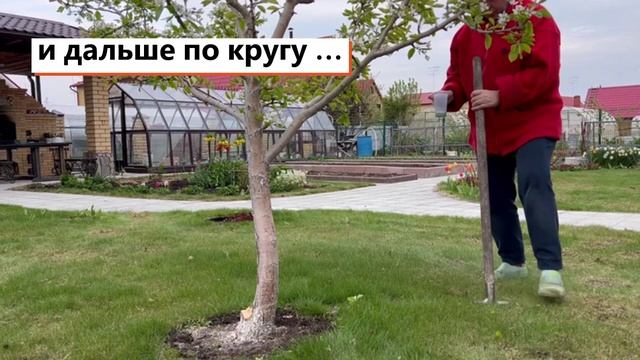 Как внести удобрение под дерево, растущее на газоне