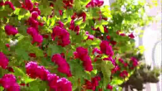 Мариуполь  -город Приазовья Wtrema54